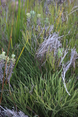 Nanobubon strictum