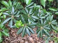Pittosporum tobira