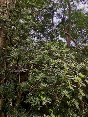 Pittosporum tobira