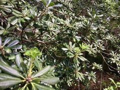 Pittosporum tobira