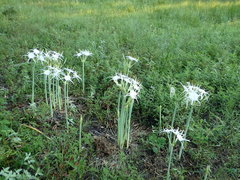 Hymenocallis occidentalis eulae
