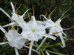 Hymenocallis occidentalis eulae