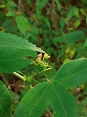 Passiflora eichleriana