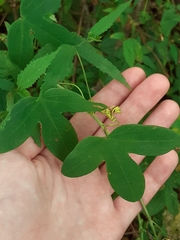 Passiflora eichleriana