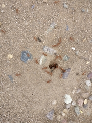 Pogonomyrmex maricopa