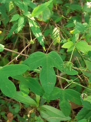Passiflora eichleriana