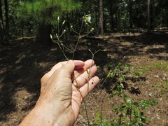 Hieracium marianum