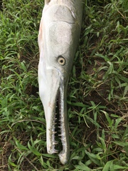 Atractosteus spatula