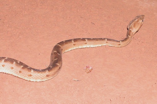 Cerrado Lancehead