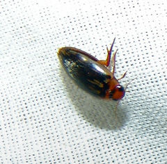 Coptotomus