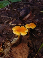 Hygrocybe