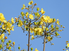 Cochlospermum orinocense