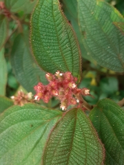 Miconia lacunosa