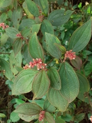 Miconia lacunosa