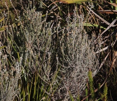 Stoebe capitata