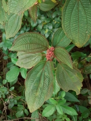 Miconia lacunosa