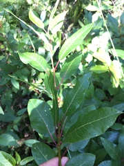 Salix pyrifolia
