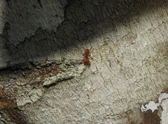 Cephalotes clypeatus