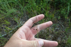 Juncus coriaceus
