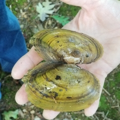 Pyganodon grandis