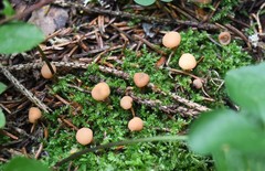 Cudonia confusa