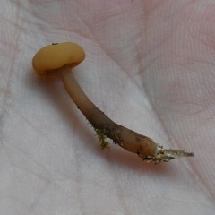 Cudonia confusa