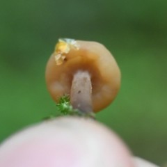 Cudonia confusa