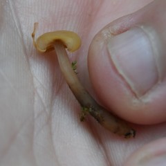 Cudonia confusa