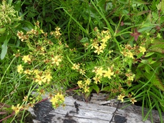Hypericum galioides