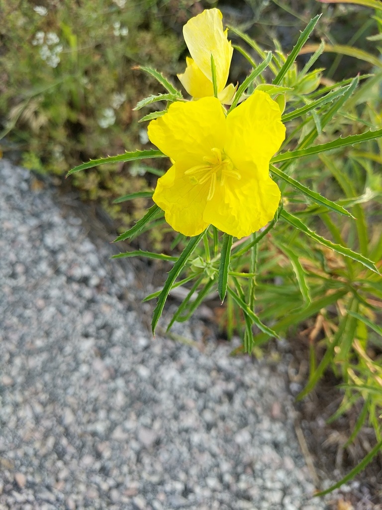 Berlandier's sundrops