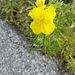 Berlandier's Sundrops - Photo (c) Conor McMahon, some rights reserved (CC BY-NC)