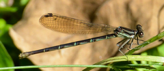 Argia sedula
