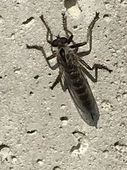 Neomochtherus willistoni