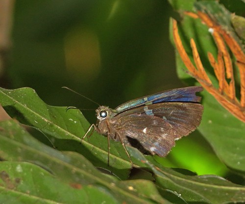 White-spotted Flasher