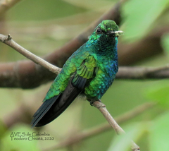 Chlorostilbon mellisugus