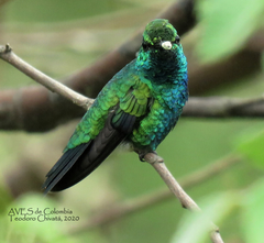 Chlorostilbon mellisugus