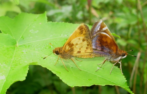 Zabulon Skipper, Jack King Park, Garnet Valley, Delaware County, PA, USA, photo 9 of 10