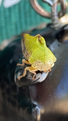 Telamonini