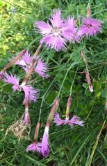 Dianthus sternbergii