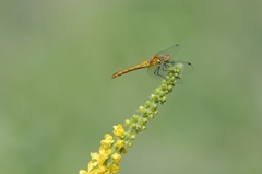 Sympetrum sanguineum