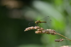 Sympetrum sanguineum