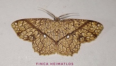 Anisodes insigniata