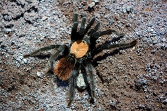 Brachypelma albiceps
