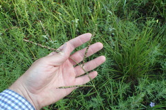Paspalum floridanum