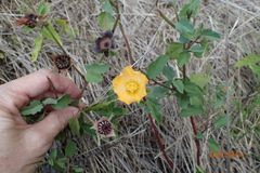 Malvastrum aurantiacum