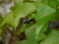 Lampria bicolor
