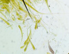 Calothrix
