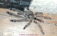 Amazonius elenae