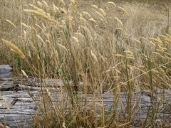Agropyron