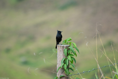 Knipolegus lophotes